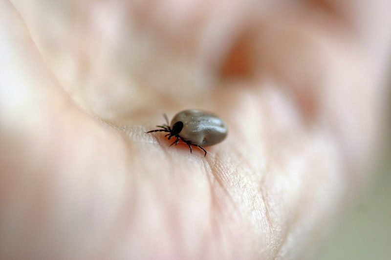 Dogs and Ticks: What You Need to Know. This picture is of a Picture of a blood sucking tick on a person's hand.
